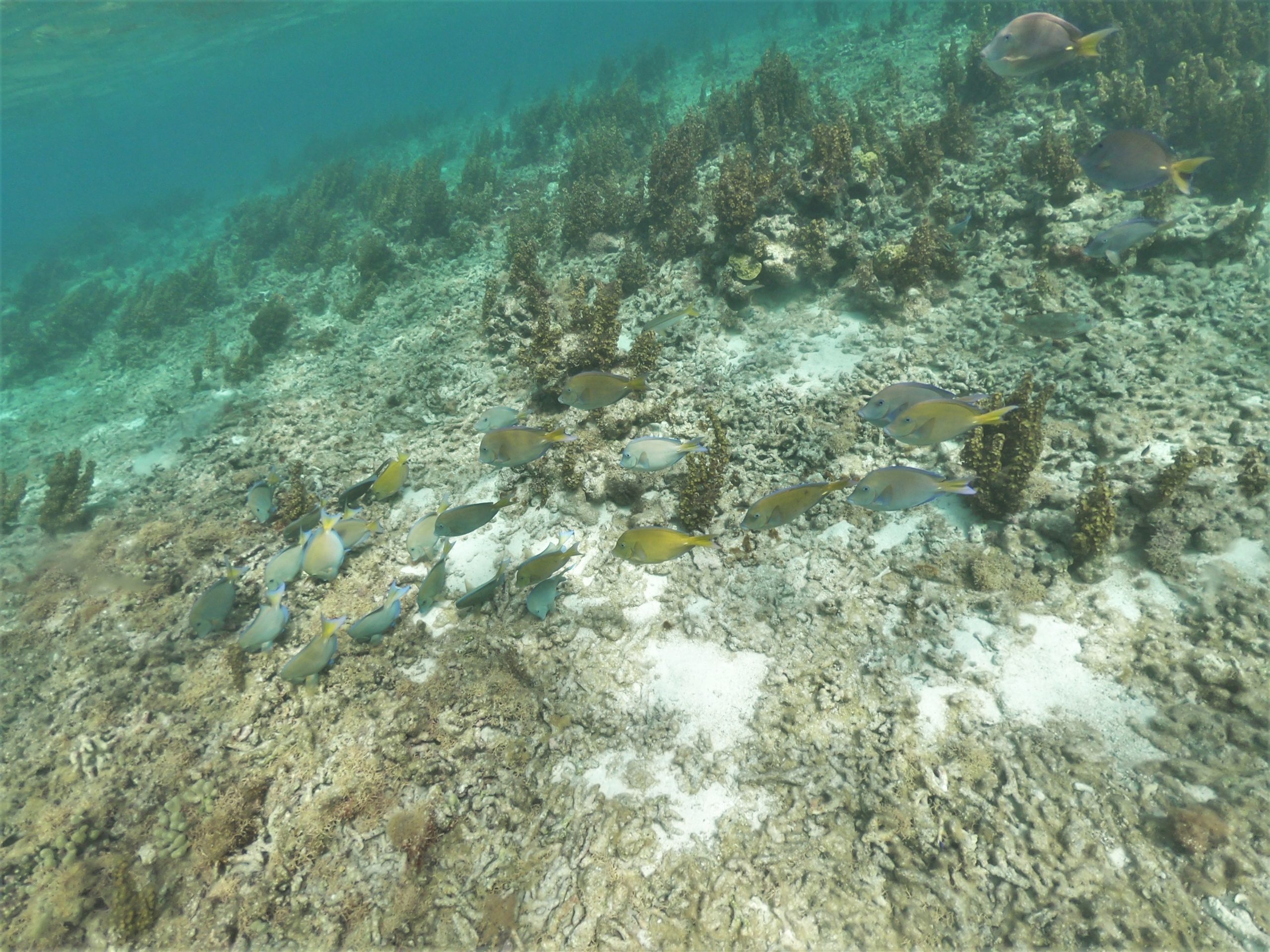 DCIM100GOPROGOPR1409.JPG